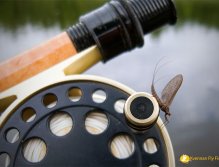 Jepice Ephemerella Mucronata