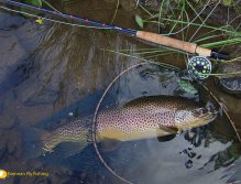 58 cm divoký potočák