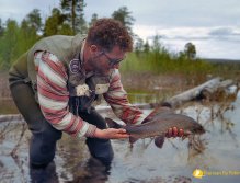 58 cm lipan z Glommy ulovený na suchou mušku