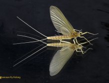 Jepice Heptagenia Sulphurea