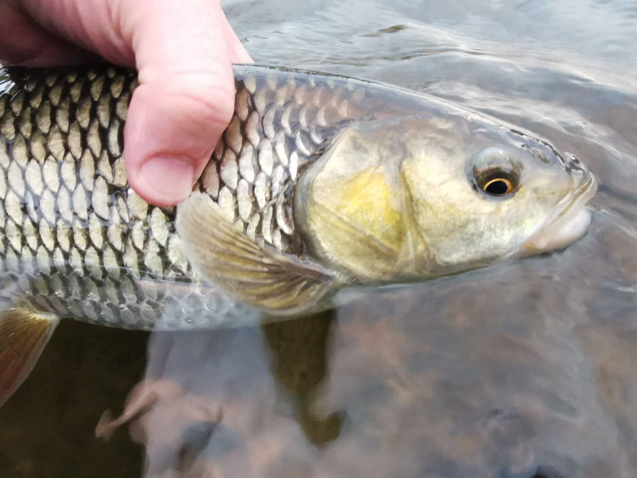 Kr�l t�n� - p�kn� jelec tlou�� uloven� na nymfu