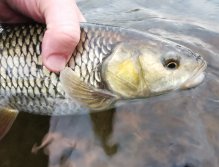 Král tůně - pěkný jelec tloušť ulovený na nymfu