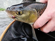 Král tůně - pěkný jelec tloušť ulovený na nymfu