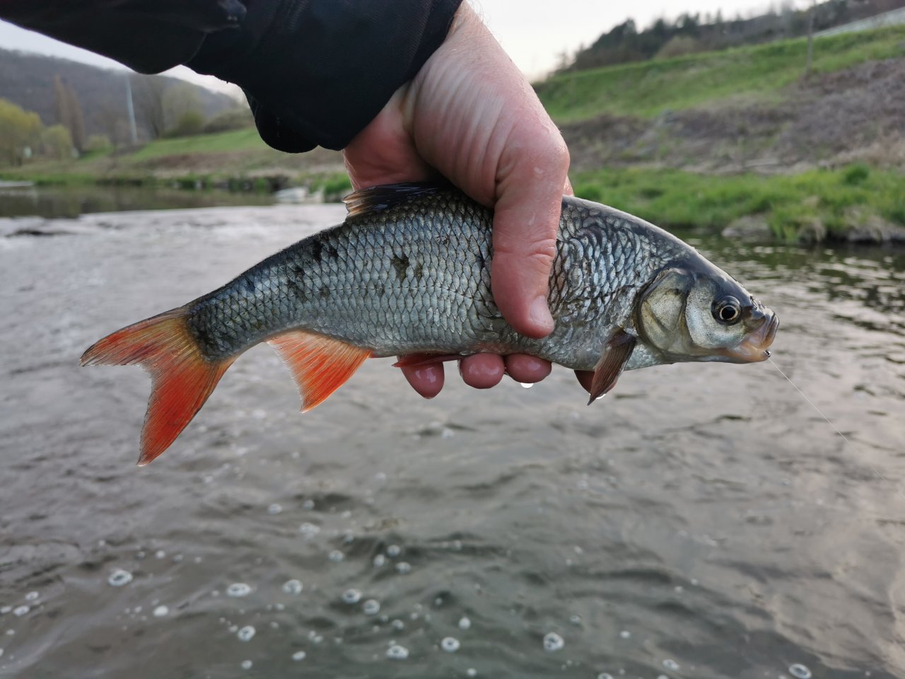 Jelec jesen z Lit�vky