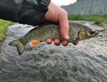 Běžný tloušť z Litávky