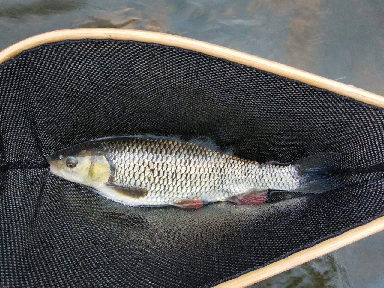 Kr�l t�n� - p�kn� jelec tlou�� uloven� na nymfu