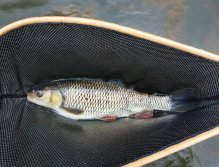 Král tůně - pěkný jelec tloušť ulovený na nymfu
