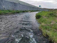 Dubnov mukaen na Litvce