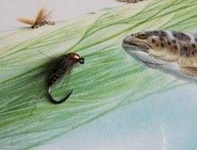 Nymfa navázaná na Tungstenové tělíčko Tungsten Body+ Hanák Competition