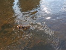 Jelec tloušť chycený na pěnového brouka