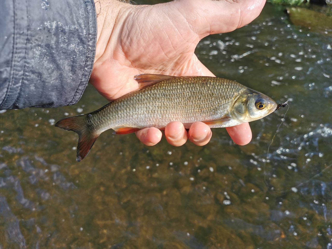 Drobn� rybka z Litavky