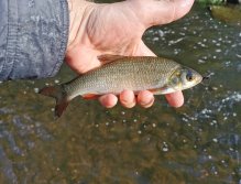 Drobná rybka z Litavky