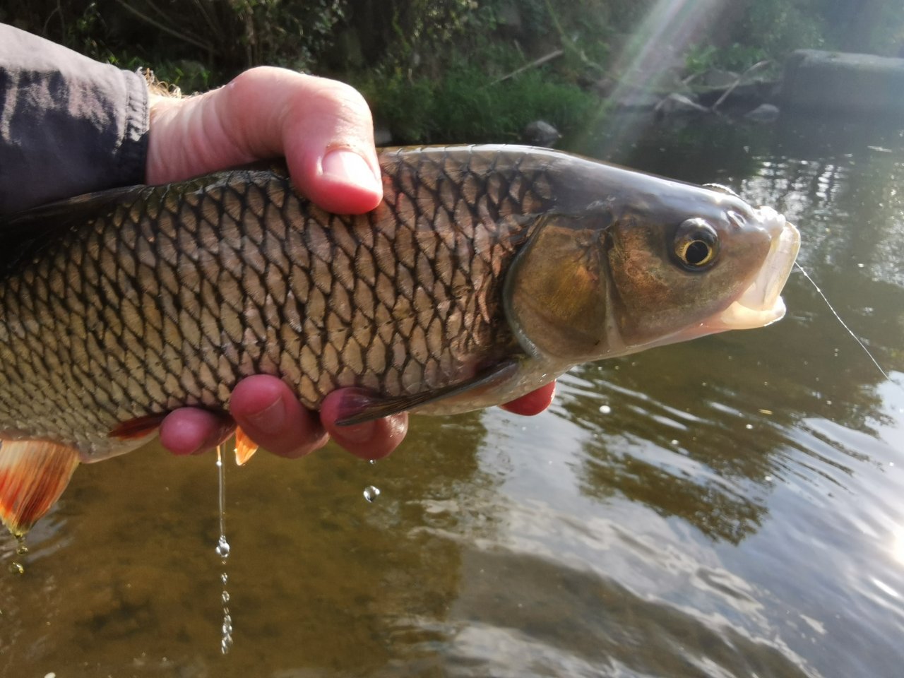 Hezk� tlou�� z Lit�vky