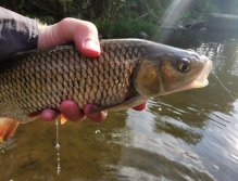 Hezký tloušť z Litávky