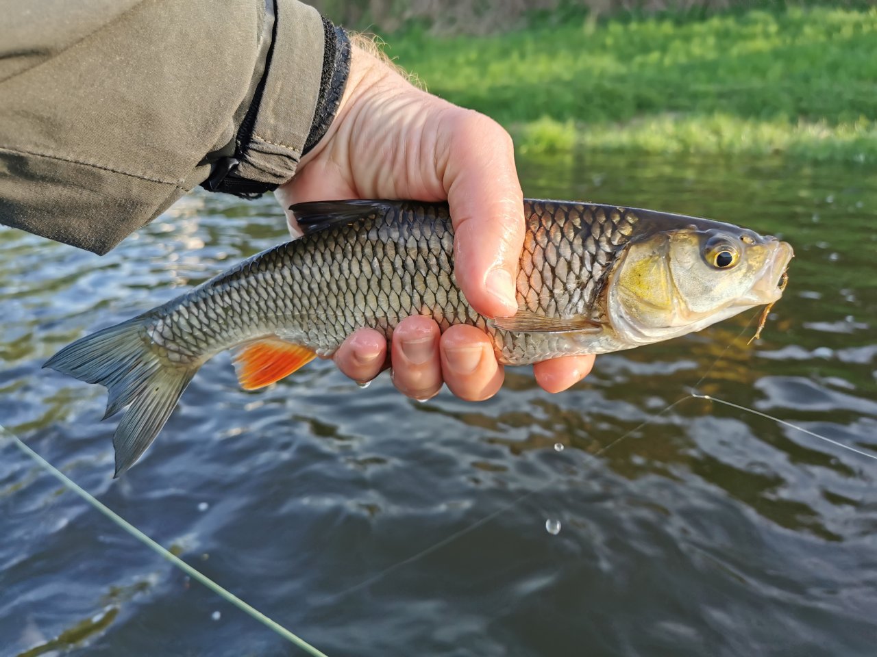 Berounka 3 pod Berounem