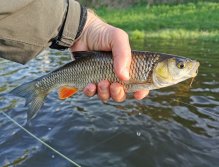 Berounka 3 pod Berounem