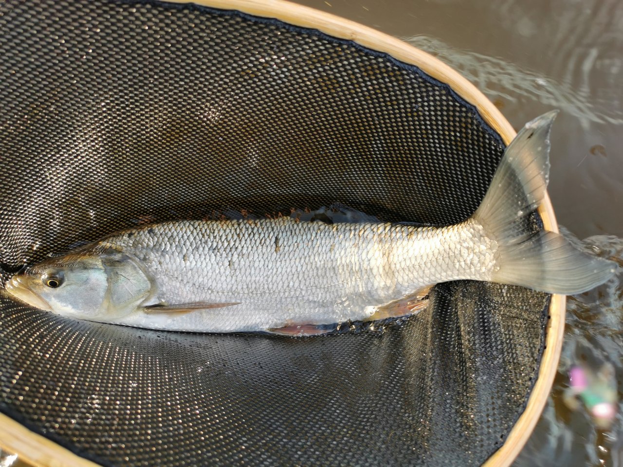 Berounka 3 pod Berounem