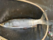 Berounka 3 pod Berounem