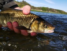 Berounka 3 pod Berounem