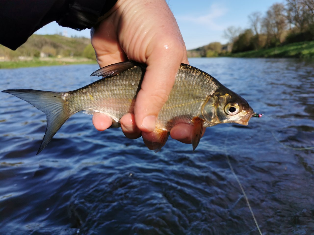 Berounka 3 pod Berounem