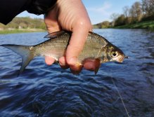 Berounka 3 pod Berounem