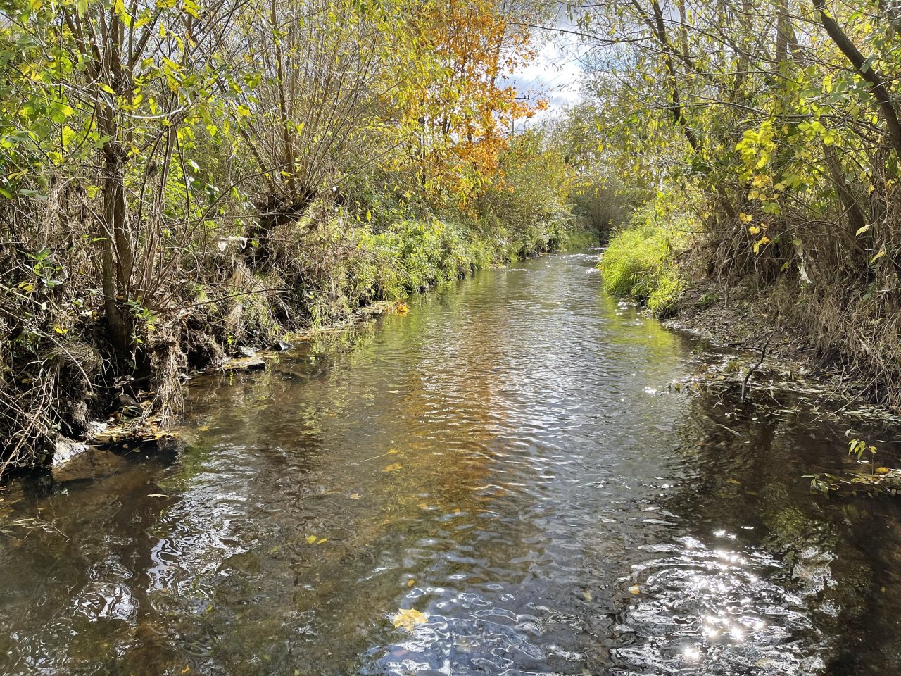 Jelenka v Janovic�ch nad �hlavou