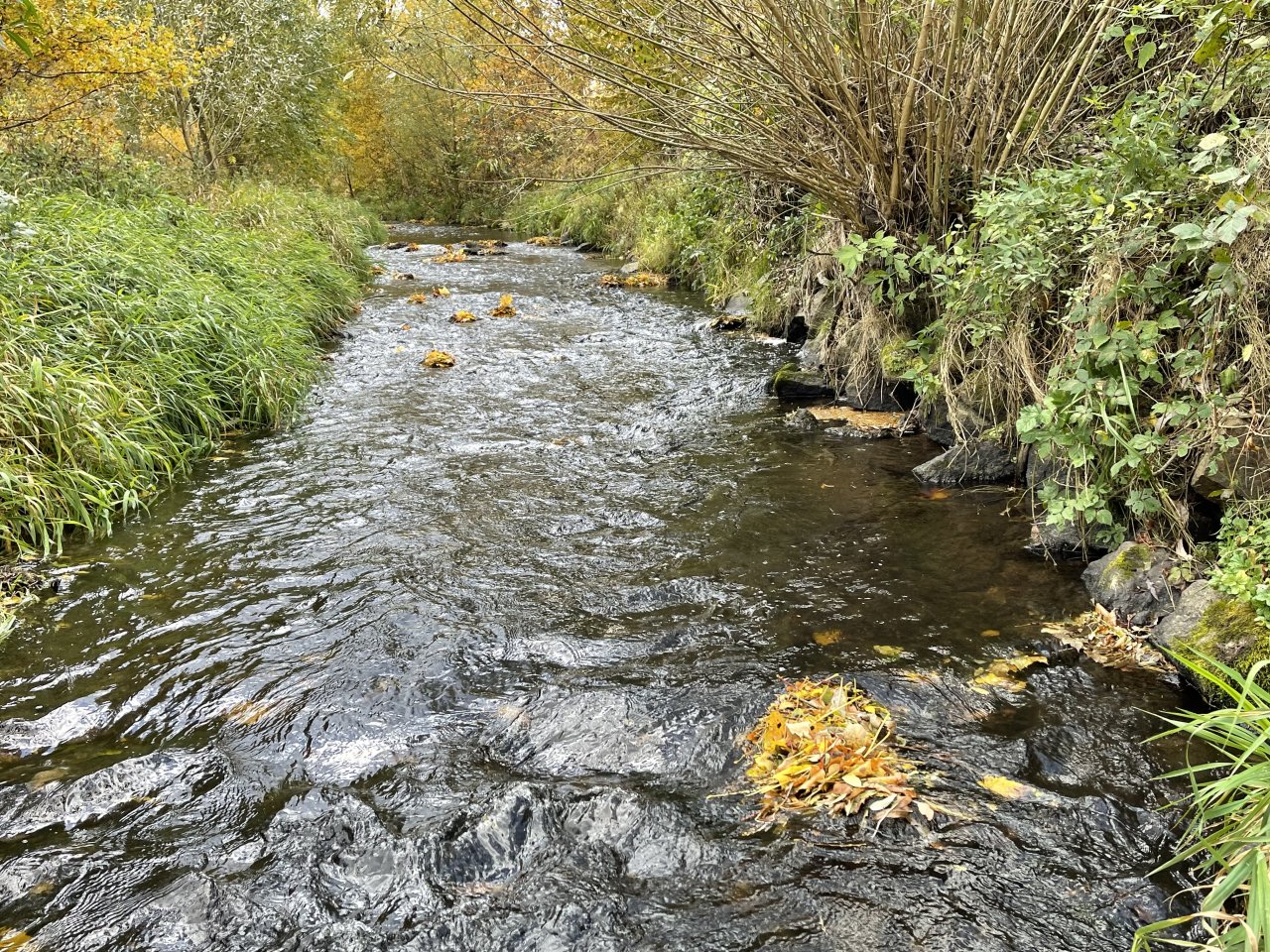 Jelenka v Janovic�ch nad �hlavou