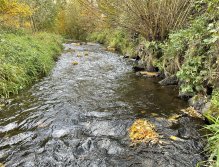 Jelenka v Janovicích nad Úhlavou
