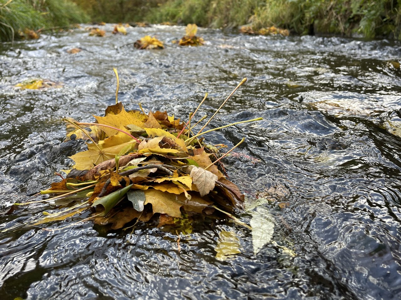 Jelenka v Janovic�ch nad �hlavou