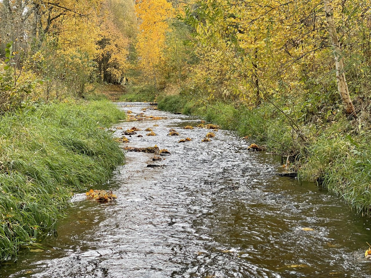 Jelenka v Janovic�ch nad �hlavou