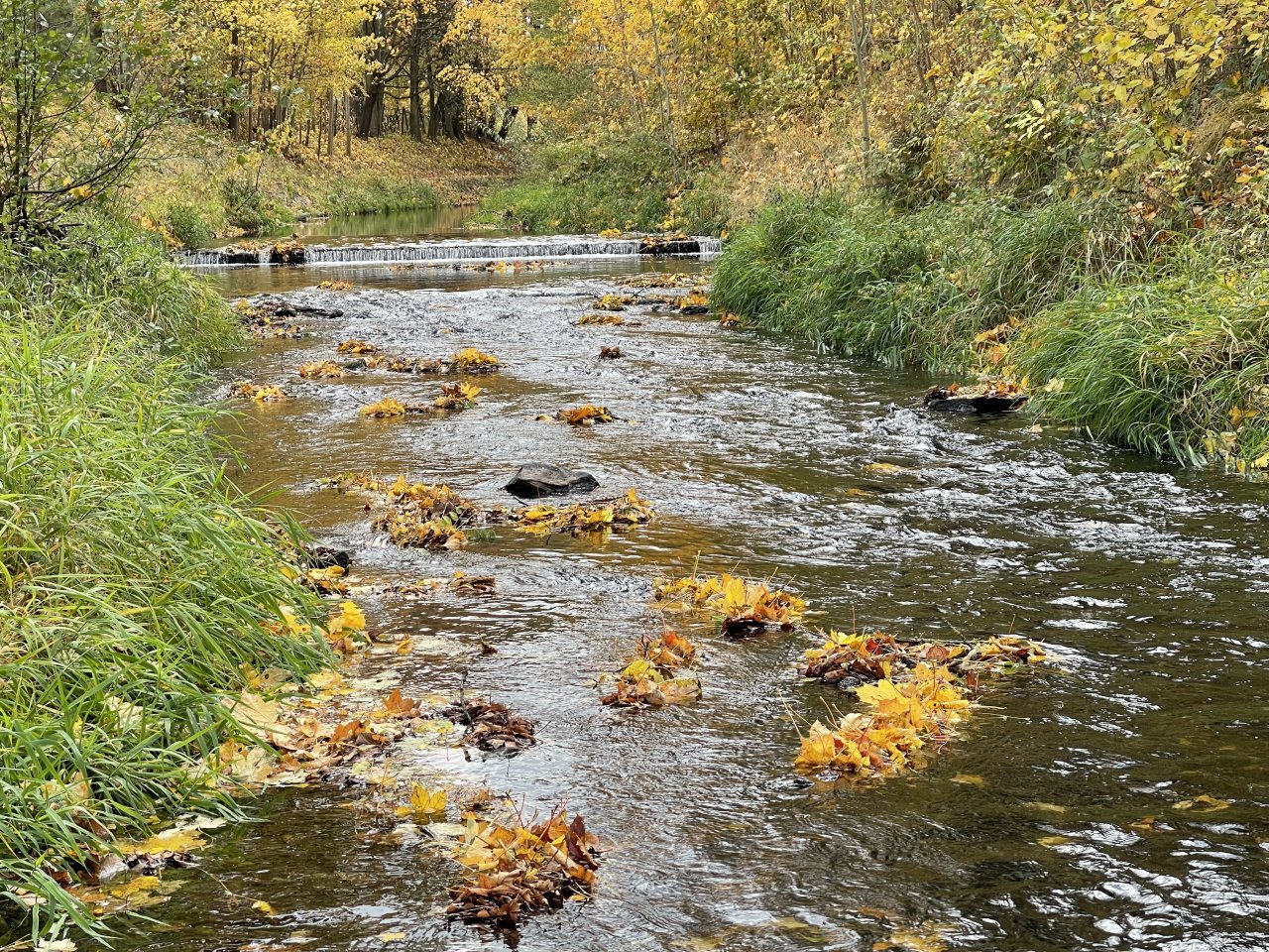 Jelenka v Janovic�ch nad �hlavou