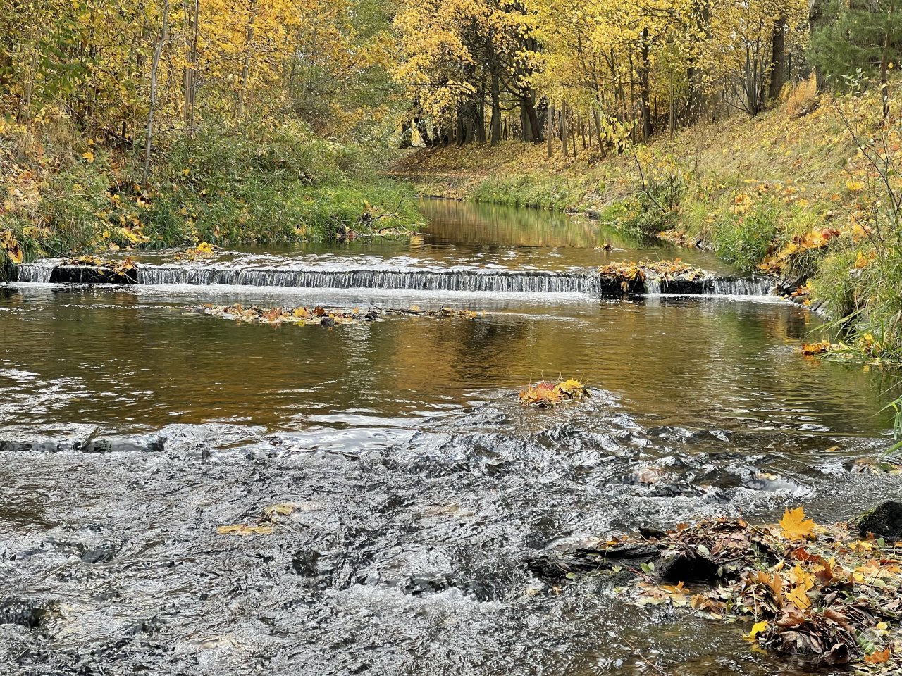 Jelenka v Janovic�ch nad �hlavou