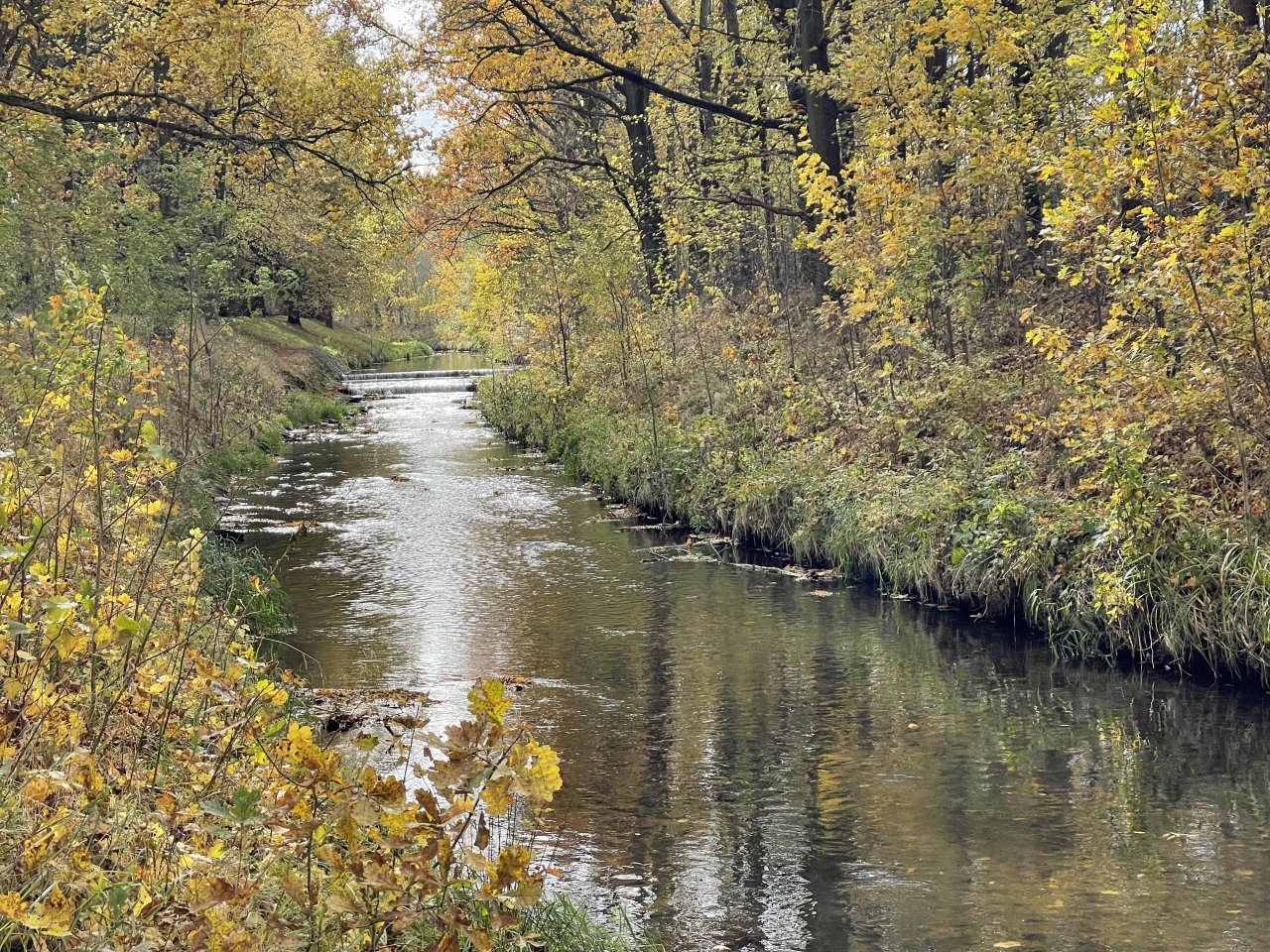Jelenka v Janovic�ch nad �hlavou