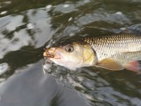 Lov na pnov muky na Berounce 3