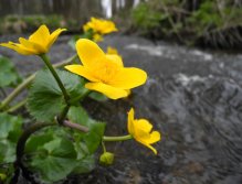 Mže nad nádrží Lučina
