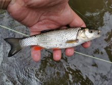 Malý tloušť chycený na tungstenovou nymfu