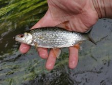 Želivka pod Sedlicemi