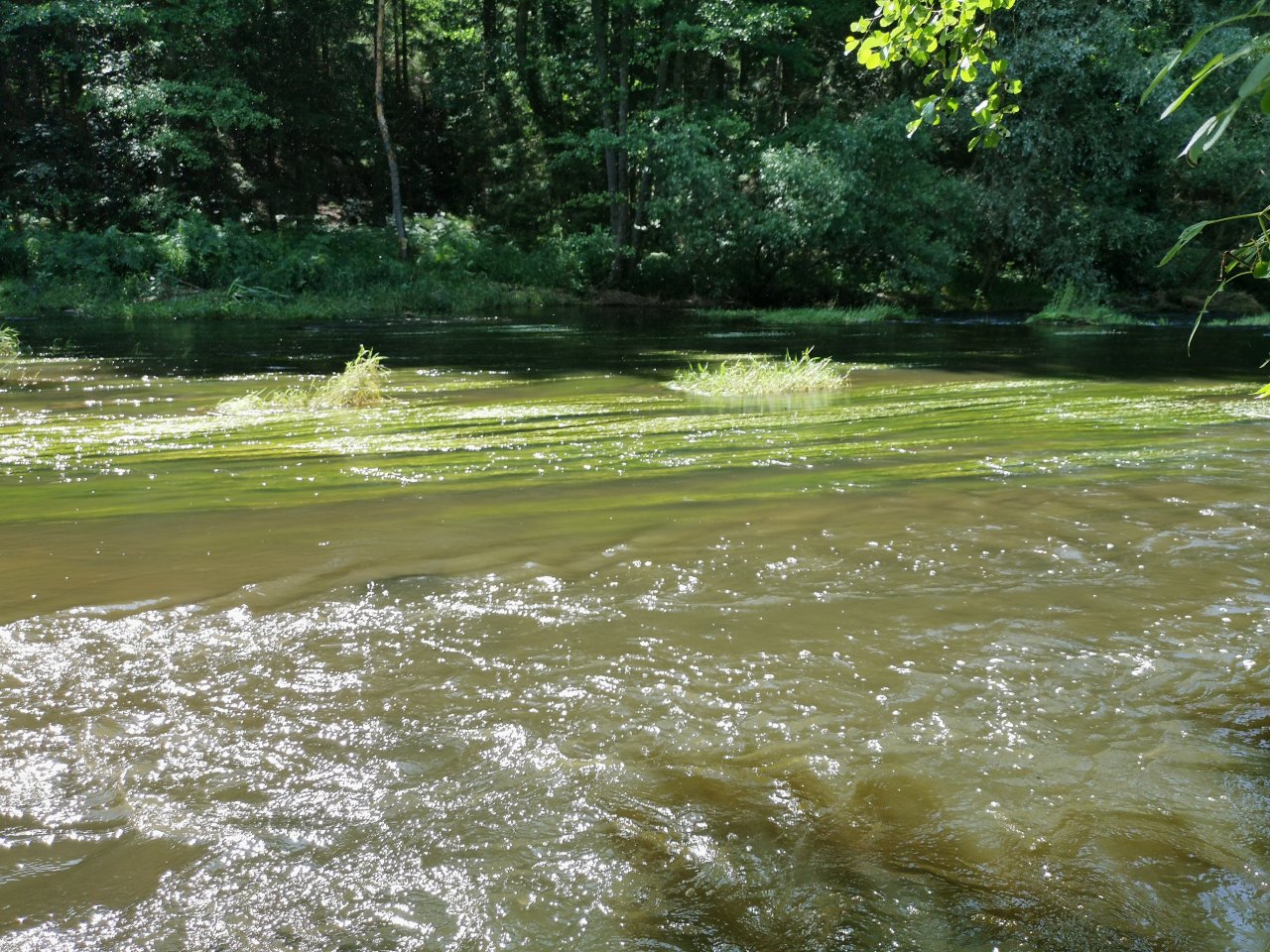 �elivka pod Sedlicemi