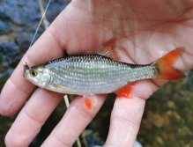 Úlovek z Červeného potoka