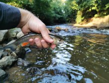 Jelec tloušť ulovený na Červeném potoce ve Zdicích
