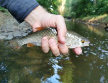 Plotice ulovená v Červeném potoce ve Zdicích