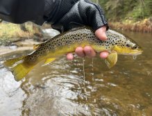 Potočák ze Svatavy