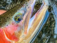 Sava Bohijka - Slovinsko