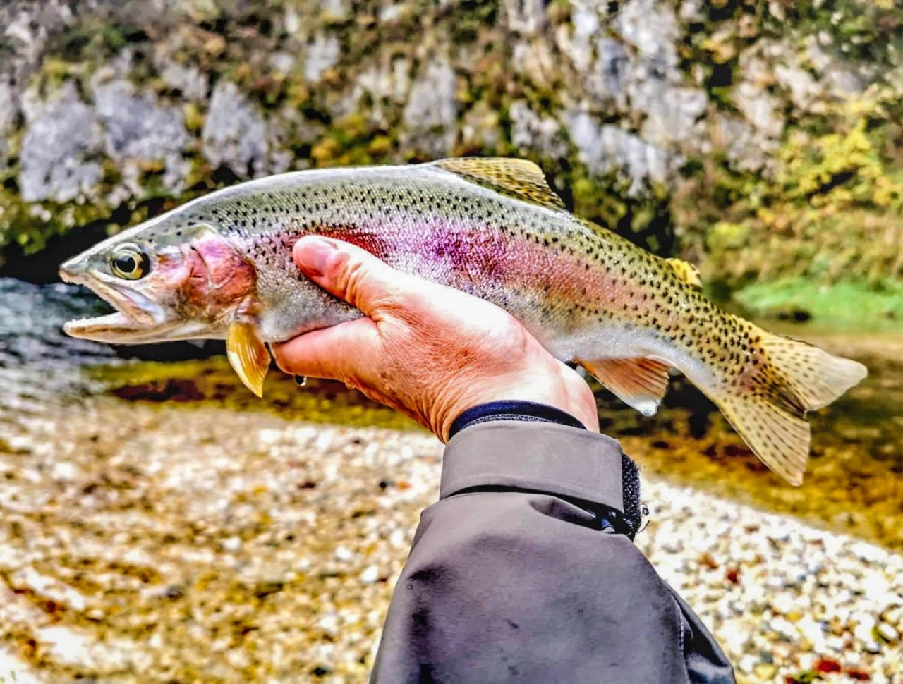 Sava Bohijka - Slovinsko