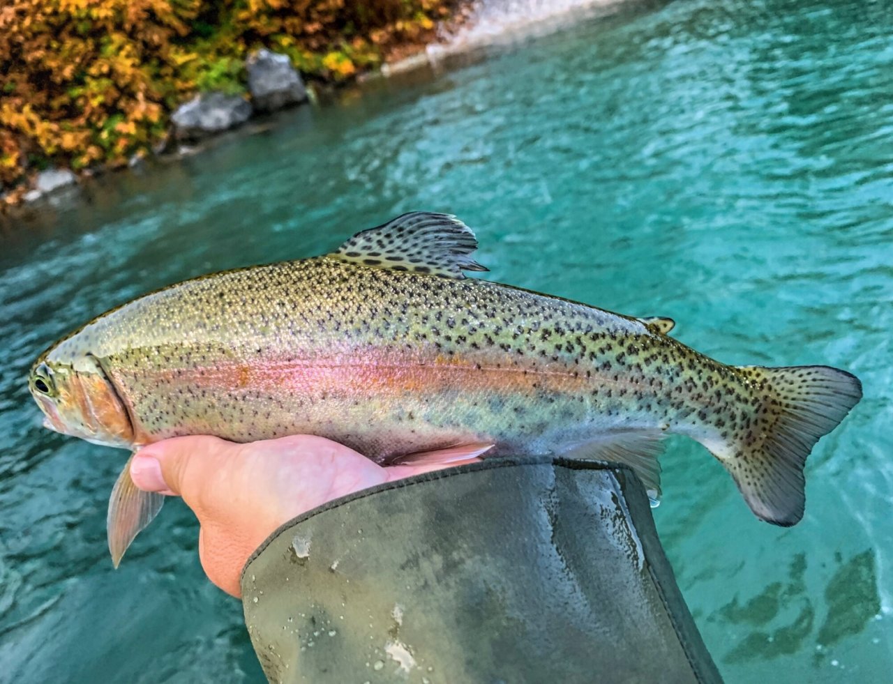 Sava Bohijka - Slovinsko