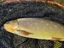 Sava Bohinjka - Slovinsko