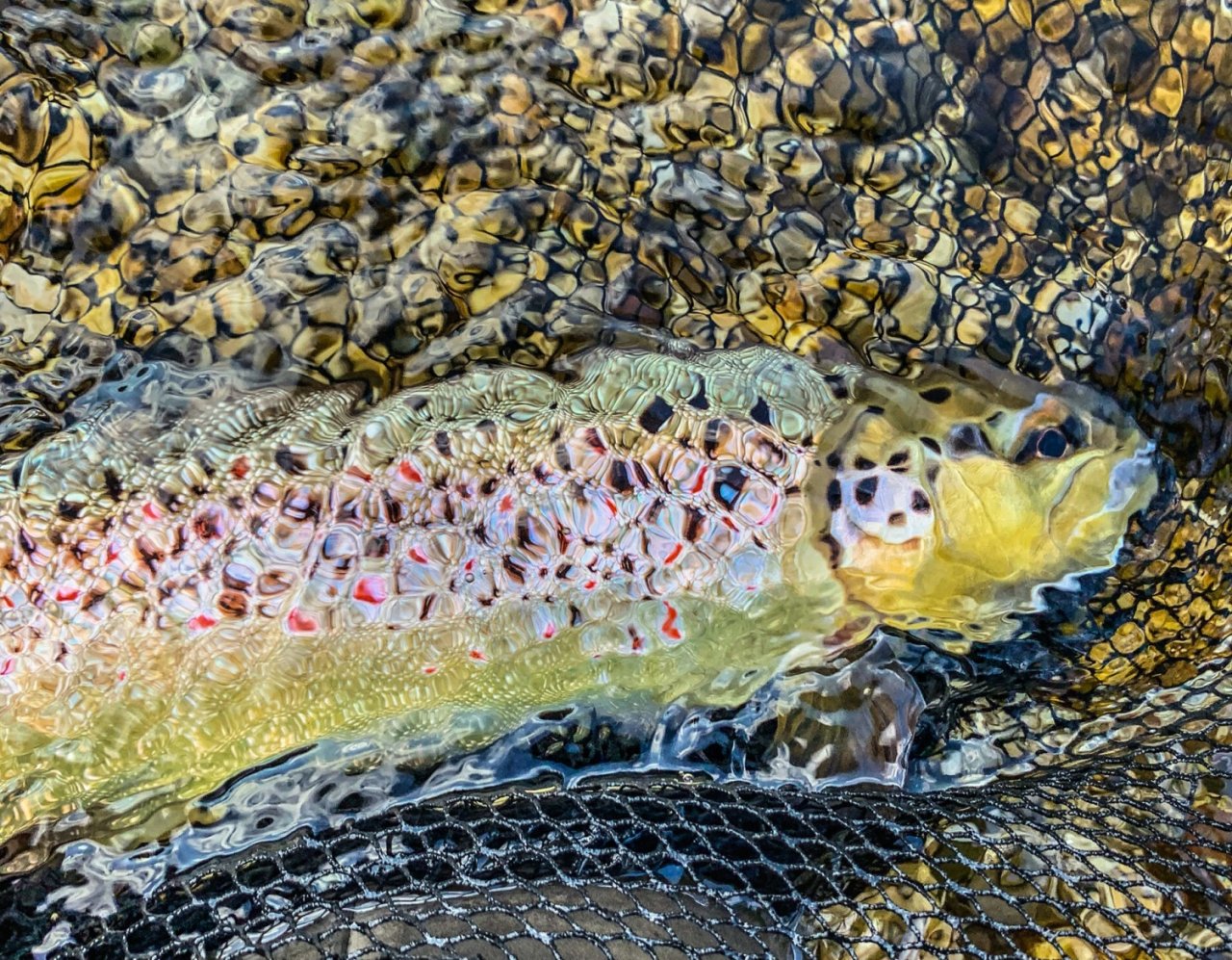 Sava Bohijka - Slovinsko