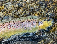 Sava Bohijka - Slovinsko