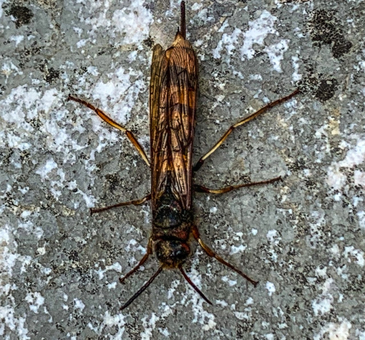 Sava Bohijka - Slovinsko