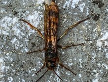 Sava Bohijka - Slovinsko